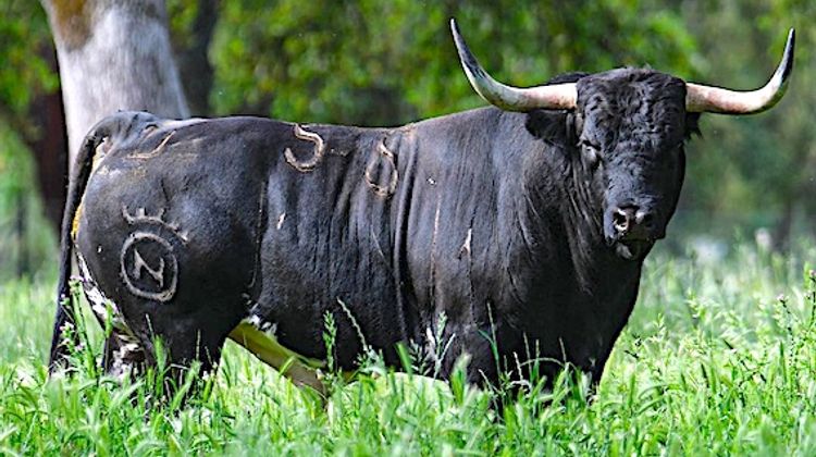 PENTECÔTE À VIC – Des Miura pour une feria toto-toro